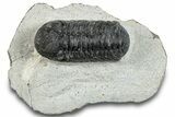 Bargain, Austerops Trilobite - Ofaten, Morocco #287568-3